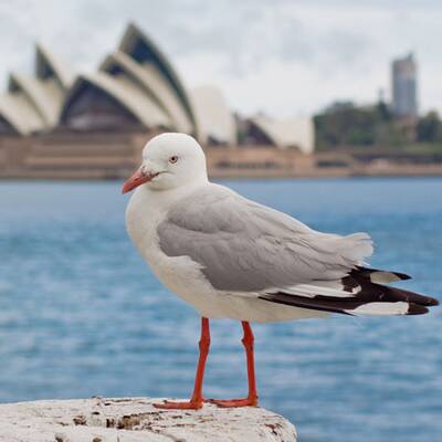 So schön ist Australien