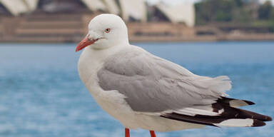 Auf nach Australien!