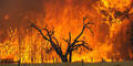 australien_feuer_311