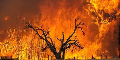 Buschfeuer bedrohen Sydney und Melbourne