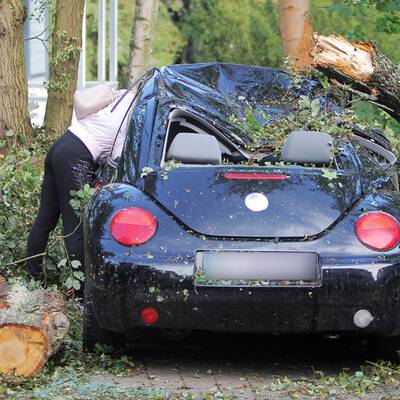 Bäume stürzten auf Autos