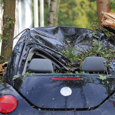 Bäume stürzten auf Autos