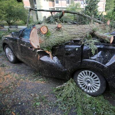 Bäume stürzten auf Autos