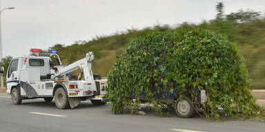 PKW abgestellt, vergessen, zugewuchert