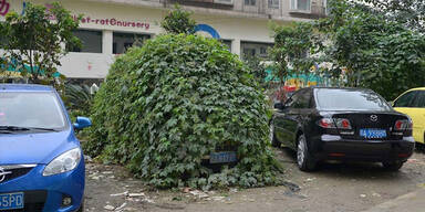 PKW abgestellt, vergessen, zugewuchert