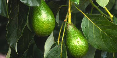 Teure Avocados sorgen f&uuml;r Diebstahlwelle