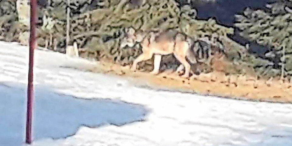 Wolf Kärnten Skipiste Arnoldstein