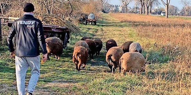 Schweine-Jagd Niederösterreich in Neu-Reisenberg