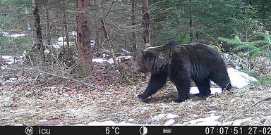B&auml;r auf der Luschaalm gesichtet