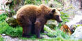 Bär Alpenzoo Innsbruck