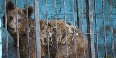 Das ist der traurigste Zoo der Welt