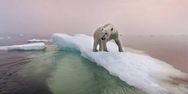 Wie uns der Klimawandel krank macht