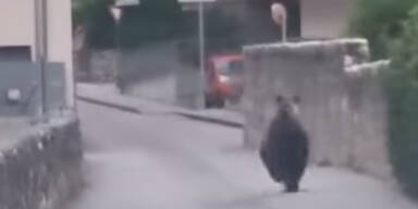 B&auml;ren-Alarm in italienischem Touristenort