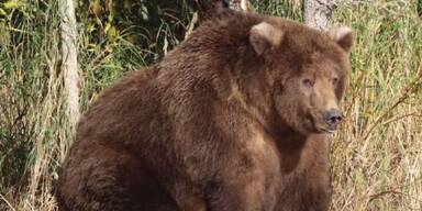 Hallo, Gro&szlig;er! HIER wird der dickste B&auml;r der Welt gesucht