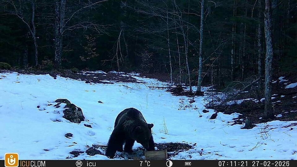 Bär auf der Luschaalm gesichtet