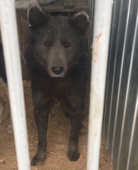 Ist das ein Hund oder ein Bär?