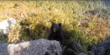 Bär