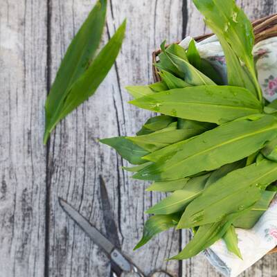 Beifuß regt die Durchblutung an