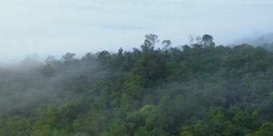 b&auml;ume borneo.PNG