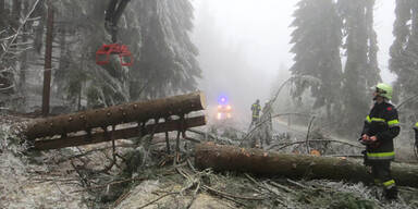 Eisschicht ließ hunderte Bäume abknicken