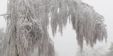 Eisschicht ließ hunderte Bäume abknicken