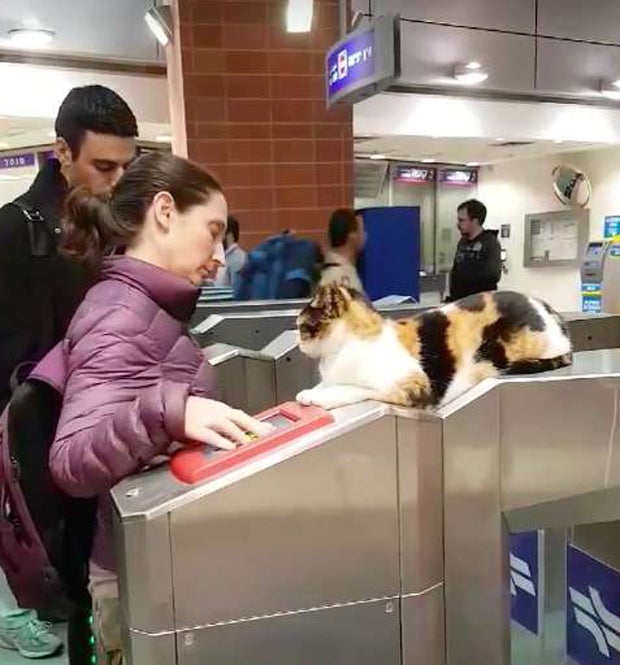 Israelische Katze kontrolliert Zugtickets