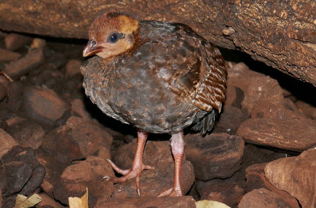 Tierbabys im Wiener Haus des Meeres