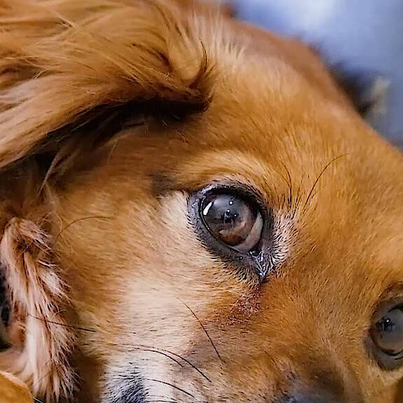 Importierter Tollwut-Fall im Rhein-Pfalz-Kreis