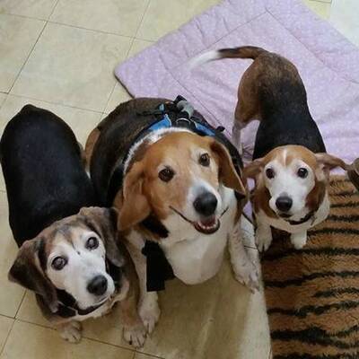 Dickster Beagle der Welt