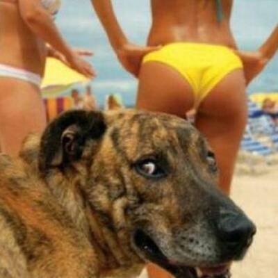 Die lustigsten Bikini-Fotos aller Zeiten