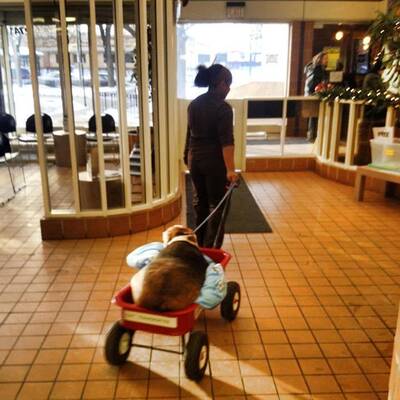 Dickster Beagle der Welt