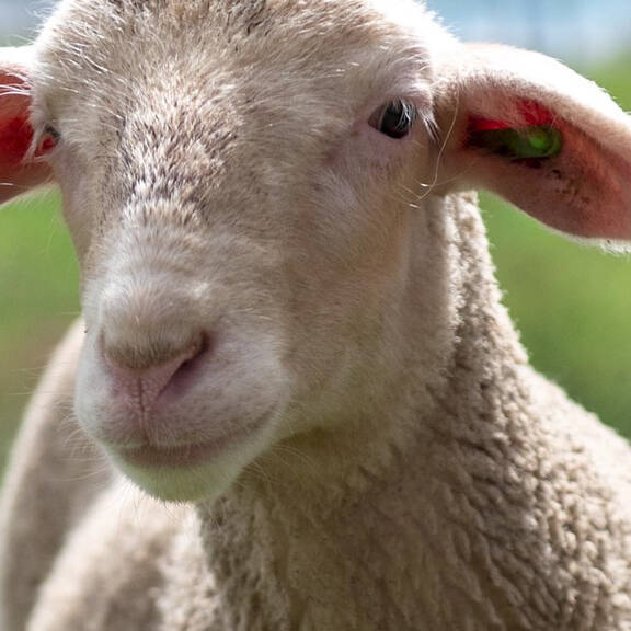 Merino-Wolle:Verstümmelte Lämmer bleiben im Dunkeln