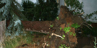 Sturmschäden in NÖ, Steiermark, Burgenland