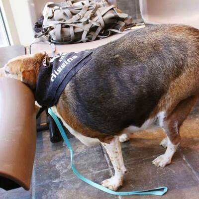 Dickster Beagle der Welt