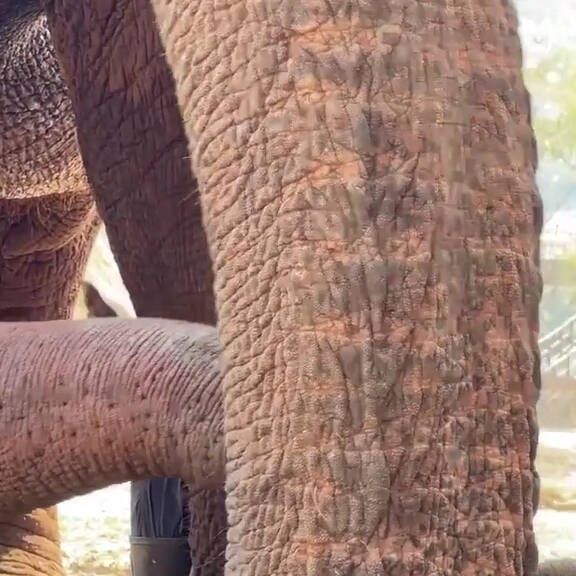 Rückblick: So glücklich sind gerettete Elefanten