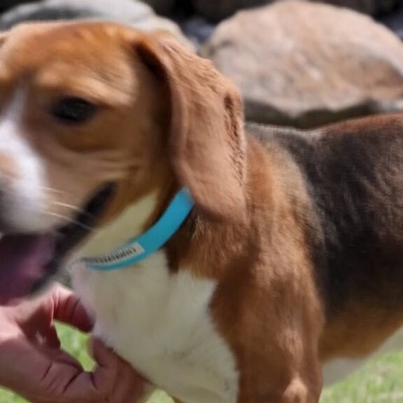 Tierversuche: 1.500 Hunde gerettet
