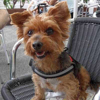 Hundewahl - Lennox, 14 Moante