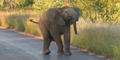baby elefant.png
