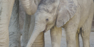 baby elefant.png