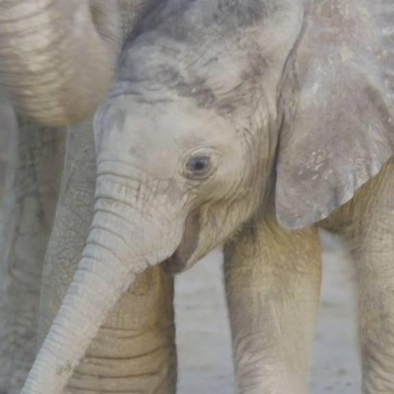 Mini-Elefant erobert Herzen in Schönbrunn