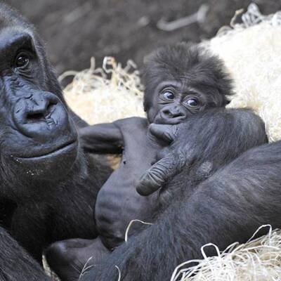 Gorilla-Nachwuchs in München