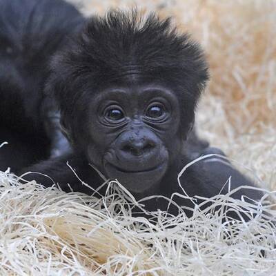 Gorilla-Nachwuchs in München