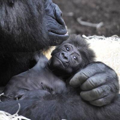 Gorilla-Nachwuchs in München
