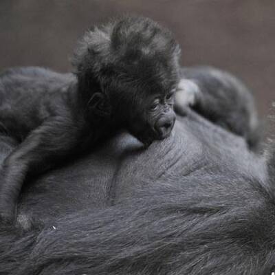 Gorilla-Nachwuchs in München