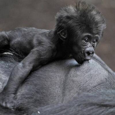 Gorilla-Nachwuchs in München