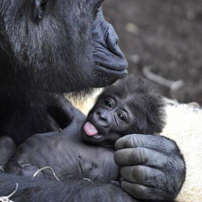 Gorilla-Nachwuchs in München
