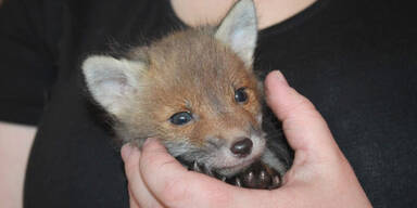 Fuchs-Baby in Wohnpark entdeckt