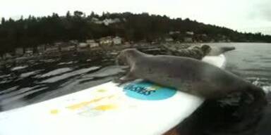 Tollpatschige Baby- Robbe entz&uuml;ckt Internet