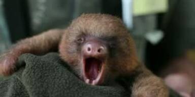 Youtubehit: G&auml;hnendes Baby-Faultier