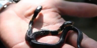 Chinesische Mini- Kobra hat 2 Köpfe 